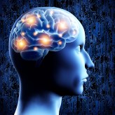 Brain - 3D illustration.