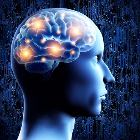 Brain - 3D illustration.